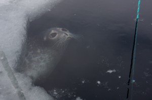 seal_in_hole